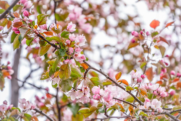 Fototapeta na wymiar Fresh pink flowers of a blossoming apple tree on light background