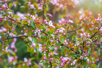 Fresh pink flowers of a blossoming apple tree in sunset light