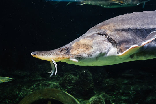large Beluga Kaluga fish swims under water