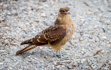 A Chimango caracara 