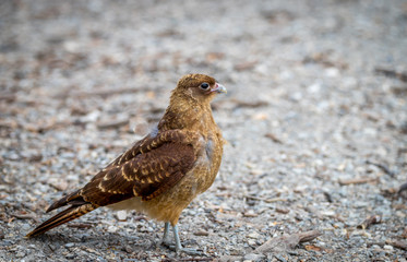 A Chimango caracara 