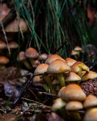 autumn is mushroom season
