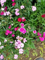 multicolored flowers and green plants in the garden 