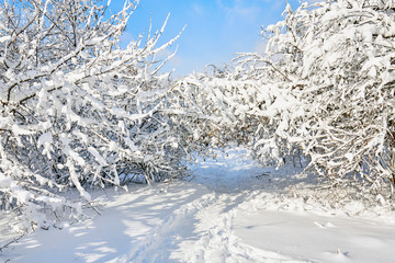 Winter park in snow. Beautiful winter trees branches with a lot of snow. Snow covered trees.