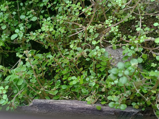 moss on wooden wall