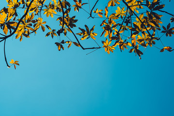 Summer, yellow leaves with daytime sky -