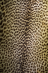 Leopard Fur with Beautiful Pattern!