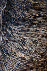 black brown and gray feathers as background