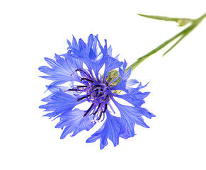Obraz premium blue cornflower flower on a white background