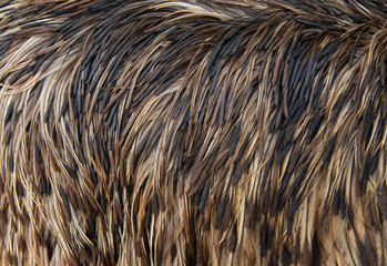 black brown and gray feathers as background