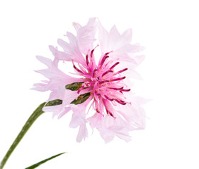 pink cornflower flower on a white background