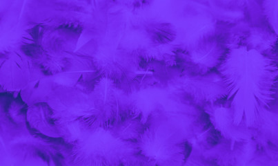 Beautiful abstract colorful black and purple blue feathers on black background and soft blue feather texture on dark pattern and blue background, colorful feather, purple banners