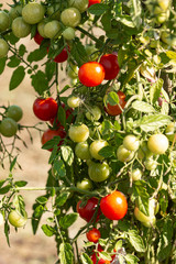 red and green tomatoes on a branch