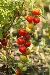 red and green tomatoes on a branch
