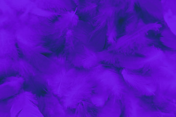 Fototapeta na wymiar Beautiful abstract colorful black and purple blue feathers on black background and soft blue feather texture on dark pattern and blue background, colorful feather, purple banners