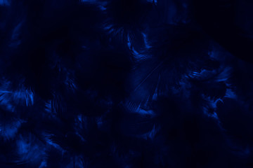 Beautiful abstract colorful black and blue feathers on black background and soft dark feather texture on dark pattern and blue background, colorful feather, black banners