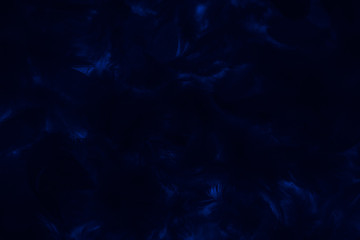 Obraz na płótnie Canvas Beautiful abstract colorful black and blue feathers on black background and soft dark feather texture on dark pattern and blue background, colorful feather, black banners