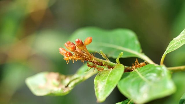 Orange gaster or Weaver or Green tree ants and aphids on Hummingbird Bush branch with natural green background