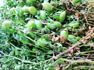 Close up of fresh Chickpea plant