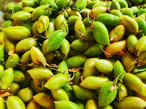 Close up of fresh Chickpea plant