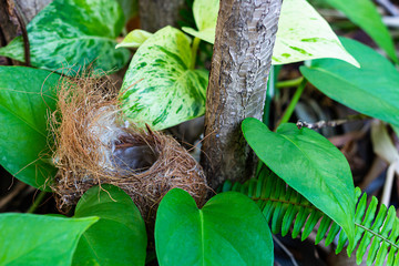 Bird nest