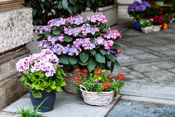 flowers in pots outdoors near shop
