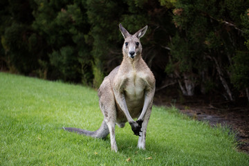 Wild Male eastern kangaroo looking towards camera standing on grass with shrubs in back ground