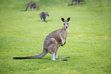 Naklejka na ściany i meble wild juvenile eastern grey kangaroo with other kangaroos from its mob in the back ground.