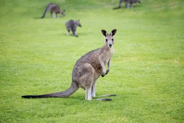 Fotobehang wild juvenile eastern grey kangaroo with other kangaroos from its mob in the back ground. © Sarah