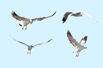 Seagull on a blue background, many styles,with clipping path
