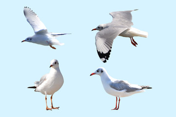 Seagull on a blue background, many styles,with clipping path