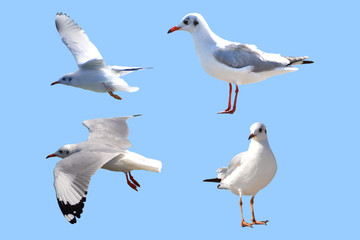 Seagull on a blue background, many styles,with clipping path