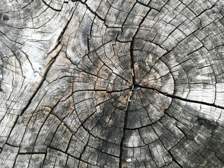 Cracked of tree stump