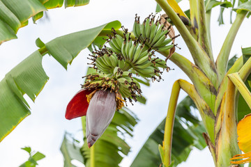 Banana flower. Banana blossom close up