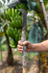 close up farmer holding a hook knife in front of  banana trees.