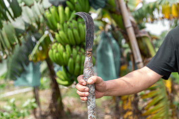 close up farmer holding a hook knife in front of  banana trees.