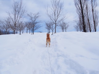 雪の中の柴犬　後ろ姿