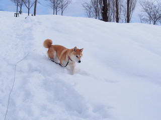 雪遊びの柴犬
