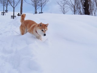 雪遊びの柴犬