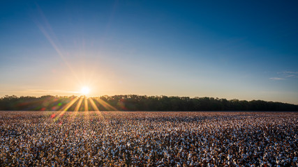 Cotton Field Sunrise