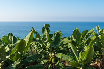 Banana plants are in the plantation near the sea © oksmit