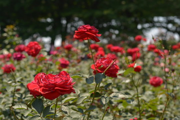 Obraz premium 赤い薔薇の園