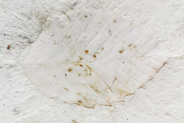 leaf fossil texture