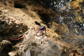 Ghost crab with purple legs and claws on a beach