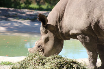 A close-up of a rhinoceros eating grass in the sun