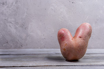 One non-standard ugly V-shaped fresh raw potato standing on grey wooden table on concrete wall...