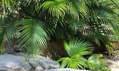 Komodo dragon hidden in palms