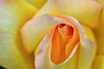 Beautiful rose  petals close-up. Macro photography. Abstract photography.