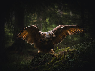 Eurasian eagle-owl (Bubo Bubo) in forest. Eurasian eagle owl landing under the tree. Owl flying in...