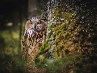 Eurasian eagle-owl (Bubo Bubo) in forest. Eurasian eagle owl sitting under the tree. Owl in forest.